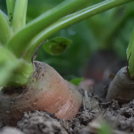 Sumska 1 - Fruska Gora Privatunterkunft