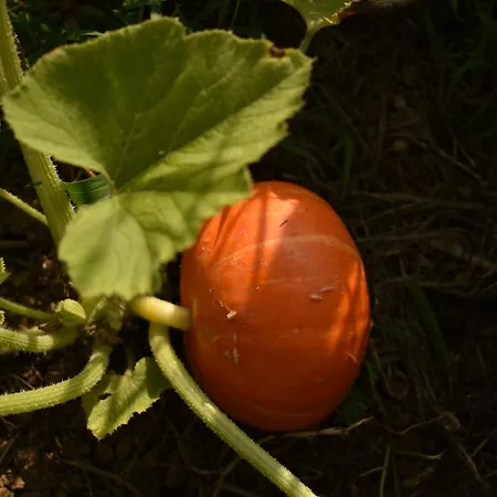 Gazde/Camere de închiriat Sumska 1 - Fruska Gora *