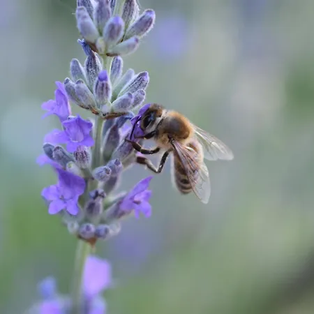 Sumska 1 - Fruska Gora Privatunterkunft